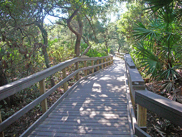 Brown wooden boardwalk with railings on either side in center surrounded by green trees, sunlight pattern on boardwalk