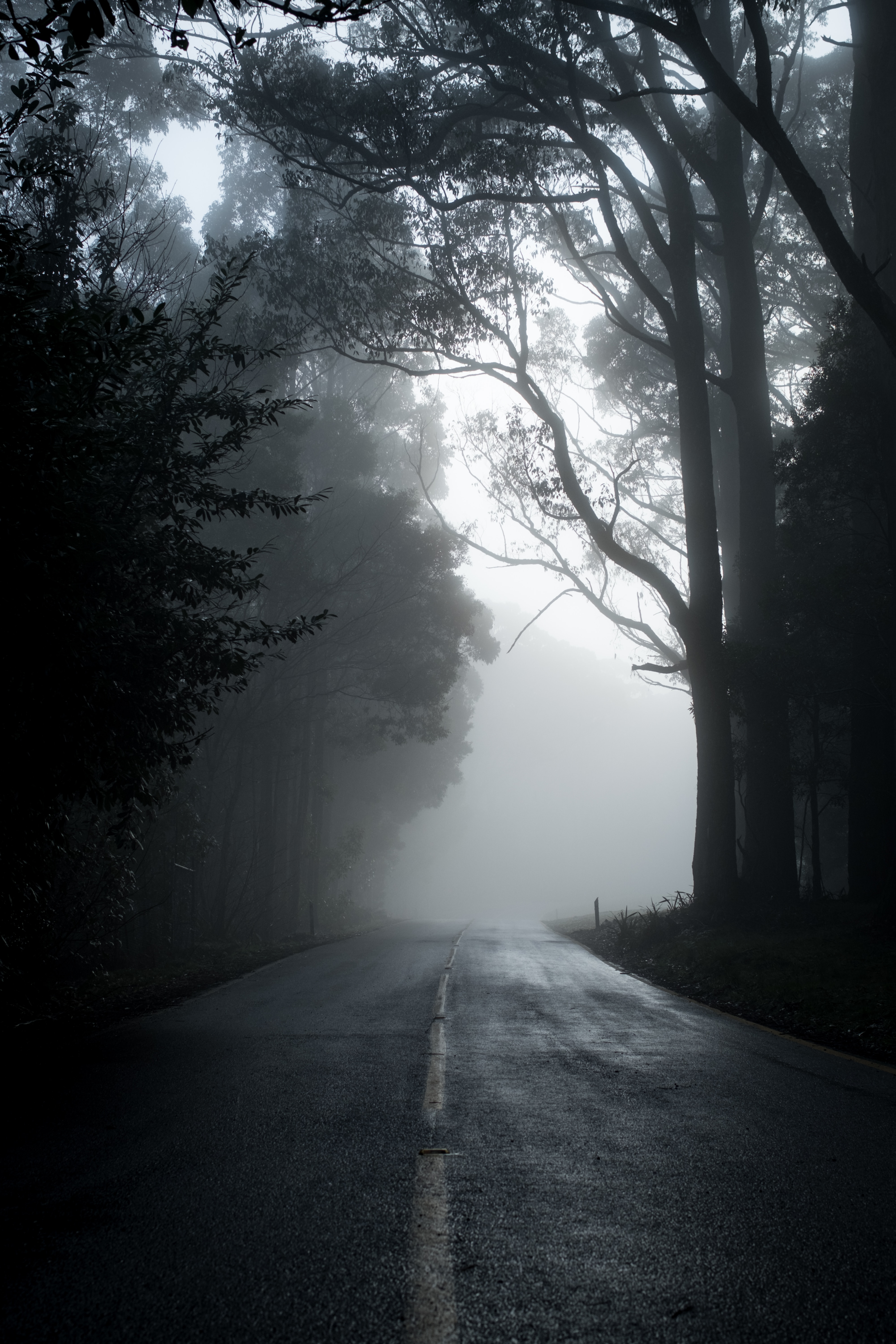 Black and white photo of a foggy tree-lined road